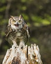 Great Horned Owl in flight; Canadian Raptor Conservancy