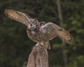 Great Horned Owl in flight; Canadian Raptor Conservancy