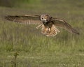 Great Horned Owl in flight; Canadian Raptor Conservancy