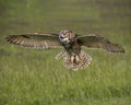Great Horned Owl in flight; Canadian Raptor Conservancy