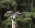 Great Horned Owl in flight; Canadian Raptor Conservancy Royalty Free Stock Photo