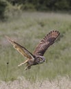 Great Horned Owl in flight; Canadian Raptor Conservancy Royalty Free Stock Photo