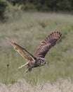 Great Horned Owl in flight; Canadian Raptor Conservancy