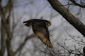 Great Horned Owl in flight with wings spread Royalty Free Stock Photo