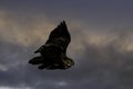 Great Horned Owl in flight with wings spread Royalty Free Stock Photo