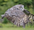 Great-horned owl in flight with green background, Quebec Royalty Free Stock Photo