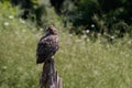 A Great Horned Owl in flight Royalty Free Stock Photo