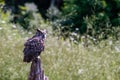A Great Horned Owl in flight Royalty Free Stock Photo