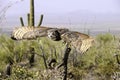 Great Horned Owl In Flight Showing Wing Motion Royalty Free Stock Photo