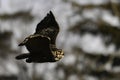 Great Horned Owl in flight with wings spread Royalty Free Stock Photo