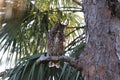 Great Horned Owl  Florida USA Royalty Free Stock Photo
