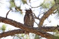 Great Horned Owl  Florida USA Royalty Free Stock Photo