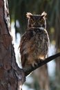 Great Horned Owl  Florida USA Royalty Free Stock Photo