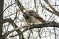 Great Horned Owl Fluffed Out After Cleaning