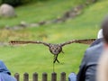 Great horned owl flying above the audience at falconry show Royalty Free Stock Photo