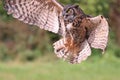 Great-horned owl flying in the forest on green background Royalty Free Stock Photo