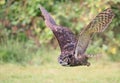 Great-horned owl flying in the forest on green background Royalty Free Stock Photo