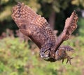 Great-horned owl flying in the forest on green background, Quebec Royalty Free Stock Photo