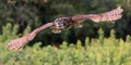 Great-horned owl flying in the forest on green background, Quebec Royalty Free Stock Photo