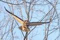 Great-horned Owl flying in the forest, Quebec Royalty Free Stock Photo