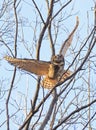 Great-horned Owl flying in the forest, Quebec Royalty Free Stock Photo