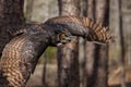 Great Horned Owl Royalty Free Stock Photo