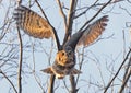 Great-horned Owl flying pin the forest, Quebec