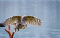 Great Horned Owl flying at raptor show. Royalty Free Stock Photo