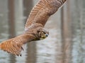 Great Horned Owl flying at raptor show. Royalty Free Stock Photo