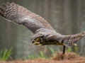 Great Horned Owl flying at raptor show. Royalty Free Stock Photo