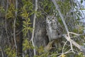 Great horned owl in Grand Teton National Park