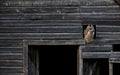 Great Horned Owl Royalty Free Stock Photo