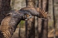 Great Horned Owl Royalty Free Stock Photo