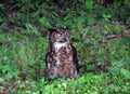 Great Horned Owl ground feeding