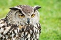 Great Horned Owl Head Close Up Royalty Free Stock Photo