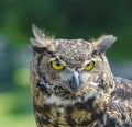 Great horned owl head shot Royalty Free Stock Photo