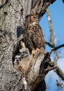 Great Horned Owl, Hen and Owlets, Late Afternoon Sun, Minneapolis, Minnesota