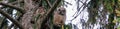 A great horned owl and her owlet sitting in a tree at dusk preparing to hunt Royalty Free Stock Photo