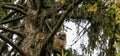 A great horned owl and her owlet sitting in a tree at dusk preparing to hunt Royalty Free Stock Photo