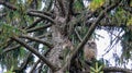 A great horned owl and her owlet sitting in a tree at dusk preparing to hunt Royalty Free Stock Photo