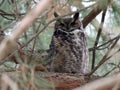 Great Horned Owl Hiding in Daytime Royalty Free Stock Photo