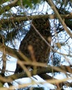 Great Horned Owl Hiding in a Tree Royalty Free Stock Photo