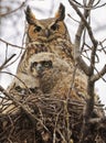 Great-horned Owl and his babies in the forest, Royalty Free Stock Photo