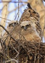 Great-horned Owl and his baby in the nest, Quebec Royalty Free Stock Photo