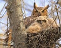 Great-horned Owl and his baby in the nest, Quebec Royalty Free Stock Photo