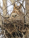 Great-horned Owl and his baby in the nest, Quebec Royalty Free Stock Photo