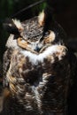 Great Horned Owl with his Eyes Closed Royalty Free Stock Photo
