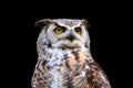 Great Horned Owl Isolated Royalty Free Stock Photo