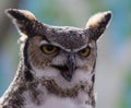 A Great Horned Owl with its mouth open Royalty Free Stock Photo