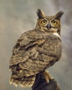 A Great Horned Owl with a dark gray background. Royalty Free Stock Photo